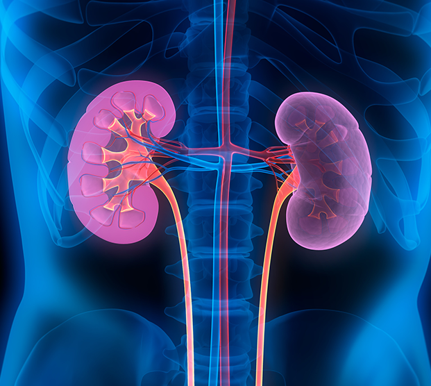 Digital illustration of urinary system with hematuria