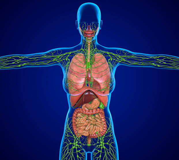 Illustration of lymph nodes in the body treated during RPLND
