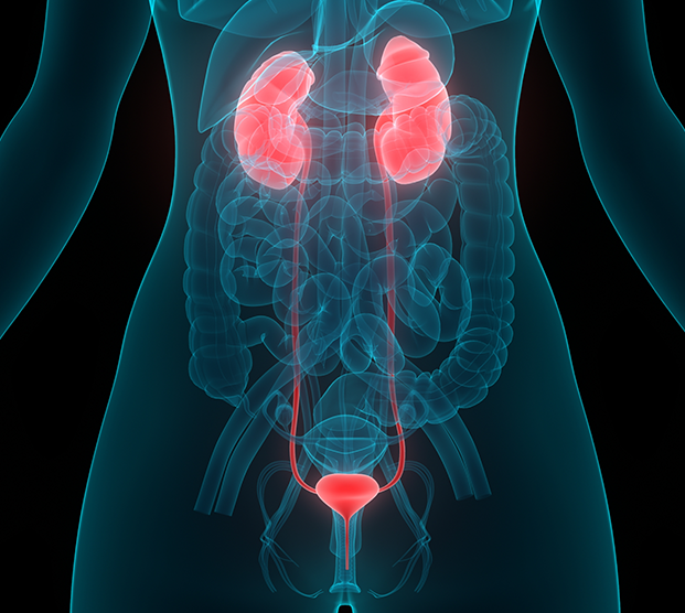 Illustration of the urinary system