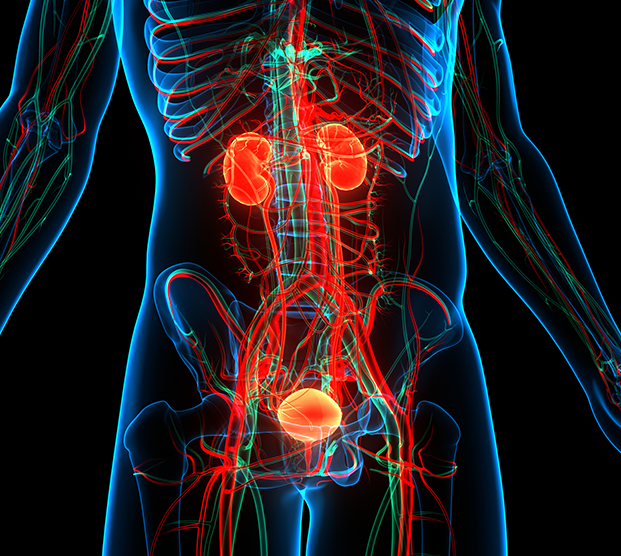 Illustration of urinary system affected by bladder cancer