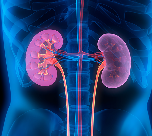 Medical illustration of kidneys analyzed by kidney biopsy