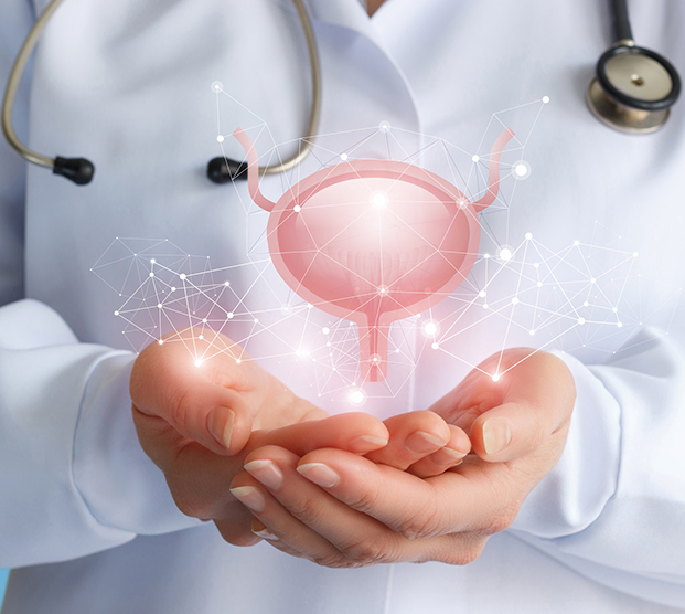 concept of doctor holding model of the bladder