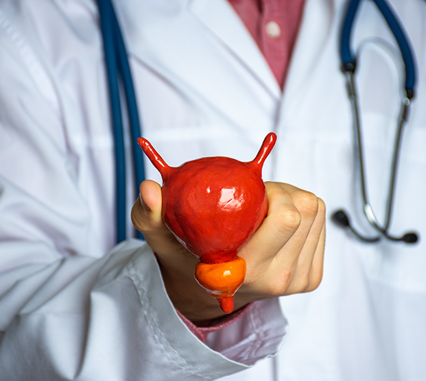 Doctor holding model of prostate