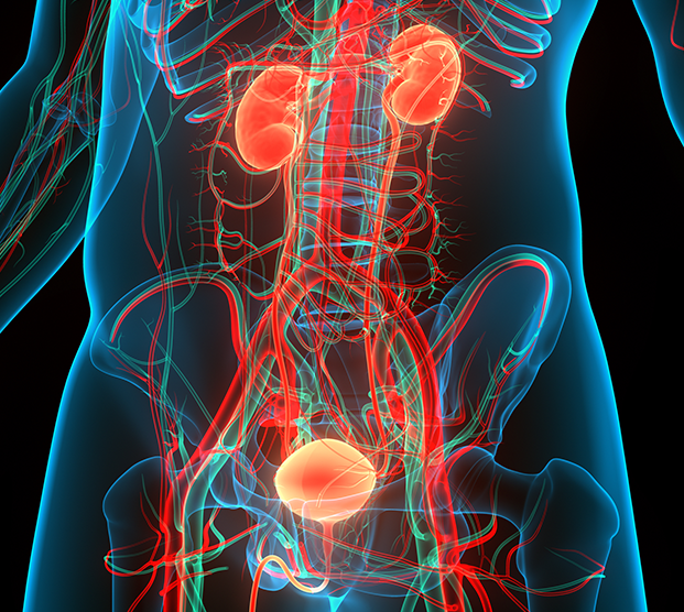Illustration of male urinary system affected by prostatitis