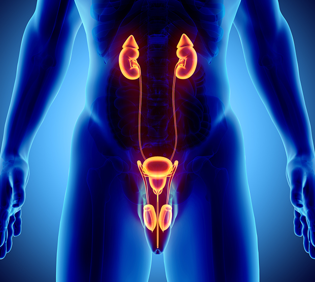 Illustration of male urinary system in climacturia