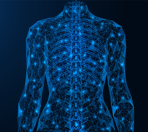 Illustration of nerves in the body