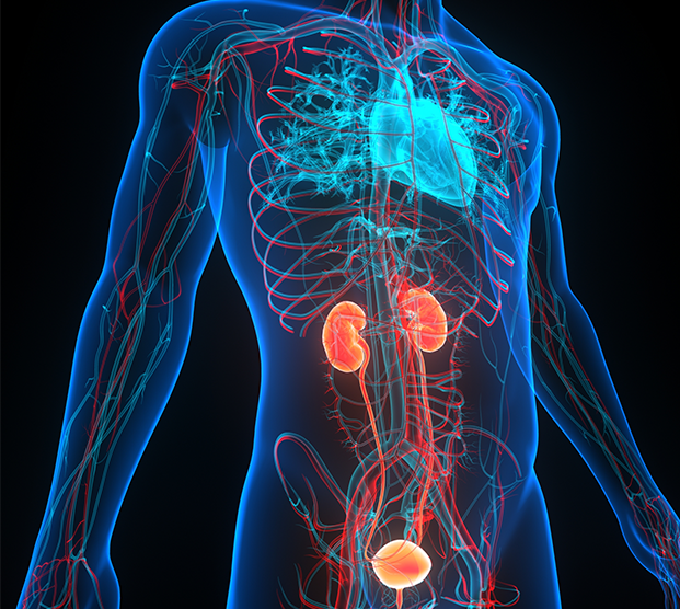 Illustration of urinary system treated during genitourinary reconstruction surgery