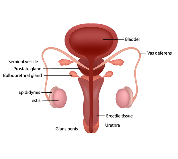 Medical illustration of male reproductive system in phimosis