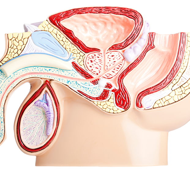 illustration of the male pelvis